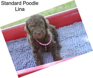 Standard Poodle Lina