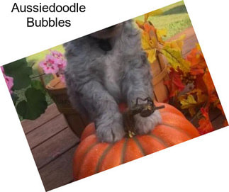 Aussiedoodle Bubbles
