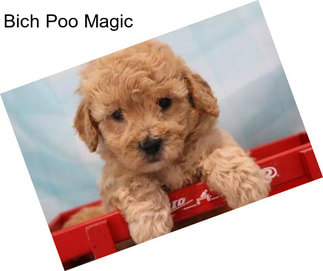 Bich Poo Magic