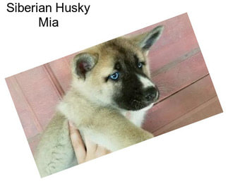 Siberian Husky Mia