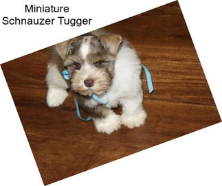 Miniature Schnauzer Tugger
