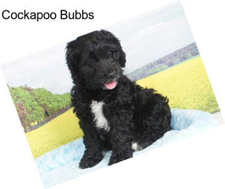 Cockapoo Bubbs