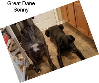 Great Dane Sonny