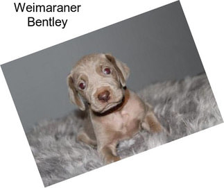 Weimaraner Bentley