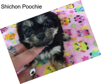 Shichon Poochie