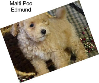 Malti Poo Edmund