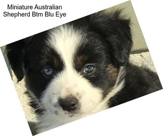 Miniature Australian Shepherd Btm Blu Eye