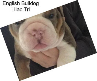 English Bulldog Lilac Tri