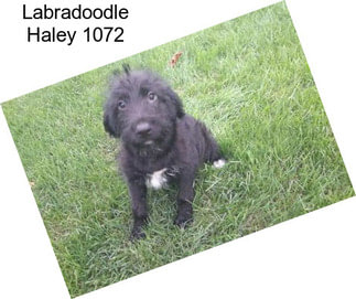 Labradoodle Haley 1072