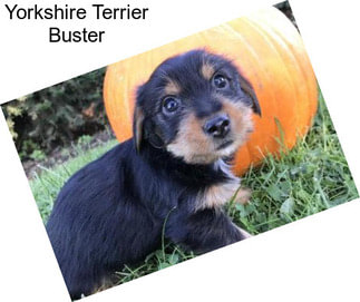 Yorkshire Terrier Buster
