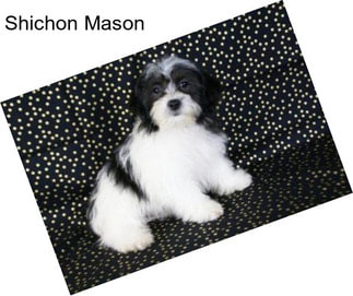 Shichon Mason