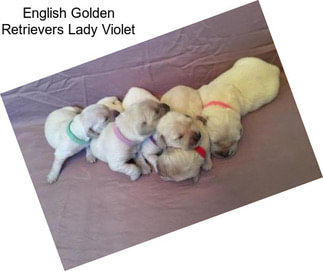 English Golden Retrievers Lady Violet
