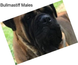 Bullmastiff Males