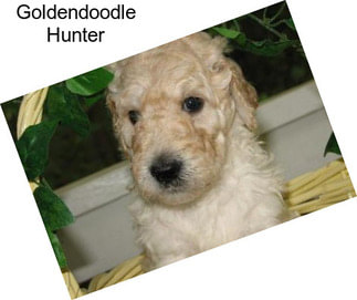 Goldendoodle Hunter