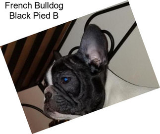 French Bulldog Black Pied B