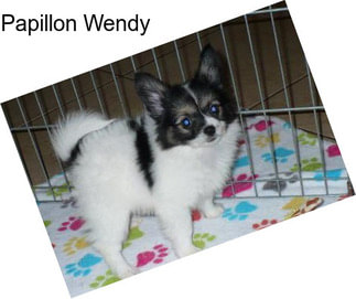 Papillon Wendy