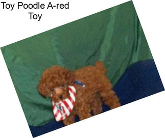 Toy Poodle A-red Toy