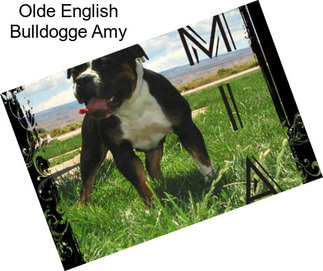 Olde English Bulldogge Amy