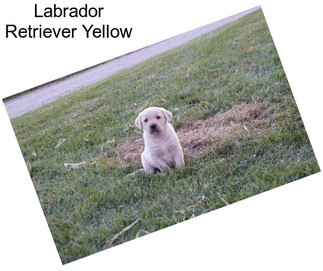 Labrador Retriever Yellow