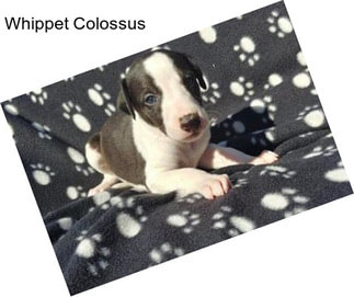 Whippet Colossus