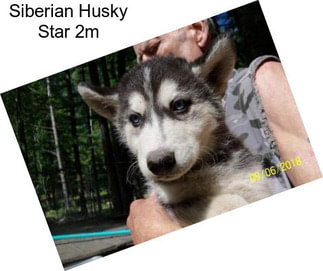 Siberian Husky Star 2m