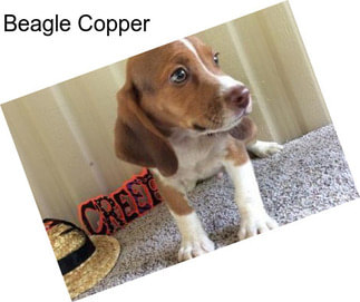 Beagle Copper