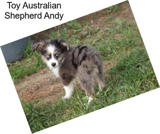 Toy Australian Shepherd Andy