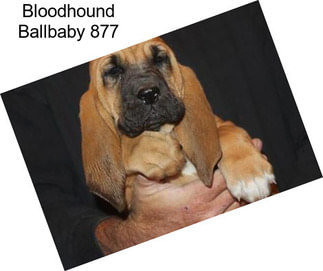 Bloodhound Ballbaby 877