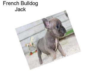 French Bulldog Jack