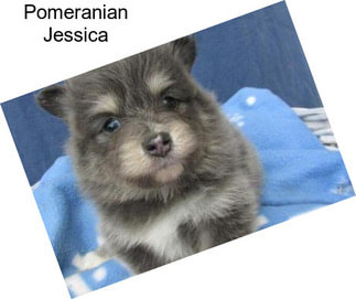 Pomeranian Jessica