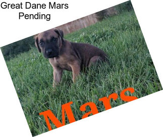 Great Dane Mars Pending