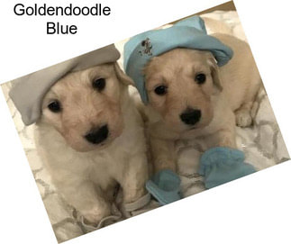 Goldendoodle Blue