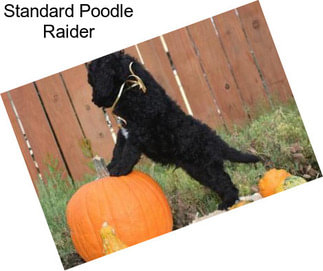 Standard Poodle Raider