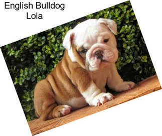 English Bulldog Lola