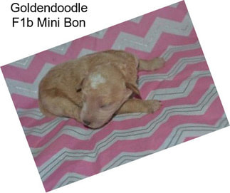 Goldendoodle F1b Mini Bon