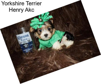 Yorkshire Terrier Henry Akc