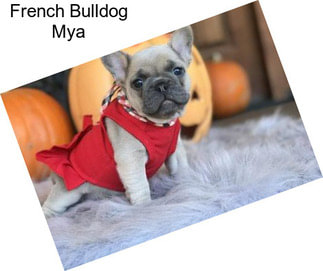 French Bulldog Mya