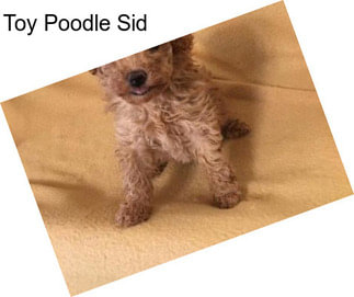 Toy Poodle Sid