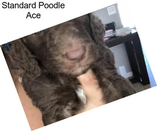 Standard Poodle Ace