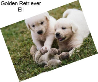 Golden Retriever Eli