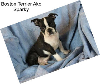 Boston Terrier Akc Sparky