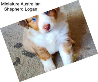 Miniature Australian Shepherd Logan