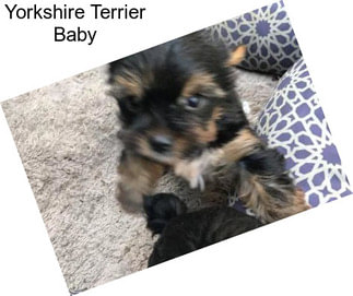 Yorkshire Terrier Baby