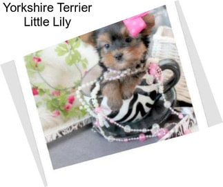 Yorkshire Terrier Little Lily