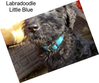 Labradoodle Little Blue