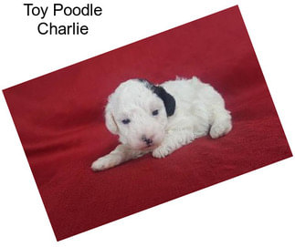 Toy Poodle Charlie