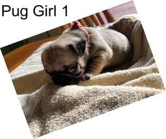 Pug Girl 1