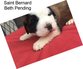 Saint Bernard Beth Pending