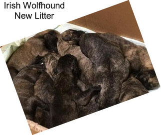 Irish Wolfhound New Litter
