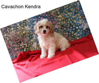 Cavachon Kendra